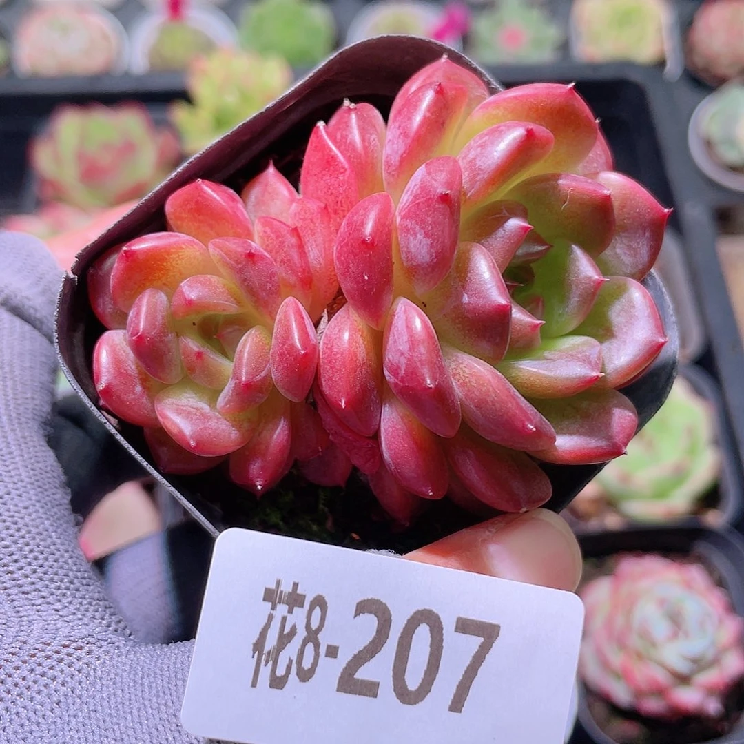 花利美08-207灵翠