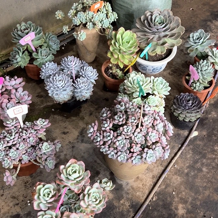 阿***u多肉葡萄植物精华成分