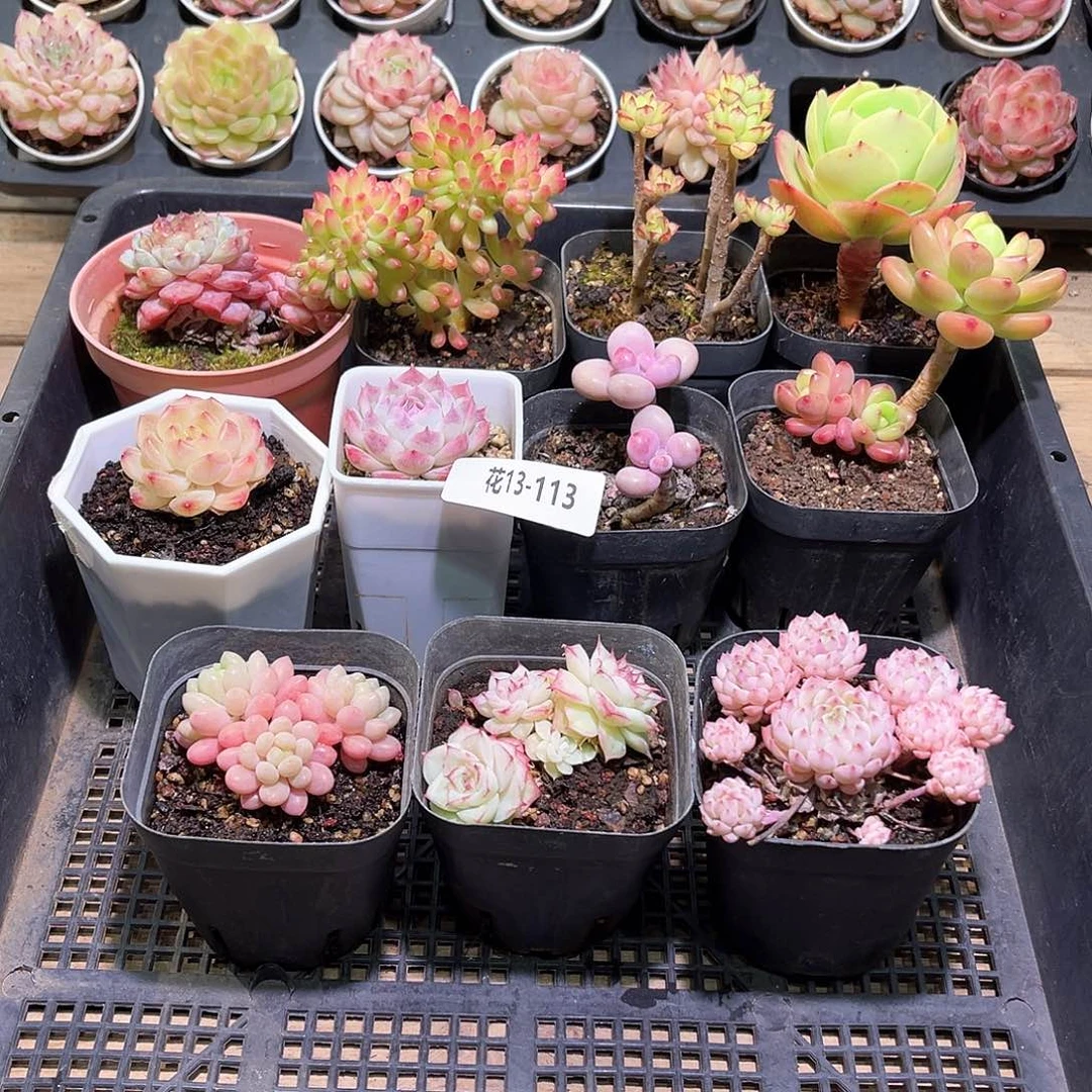 花利美13-113框拍11颗