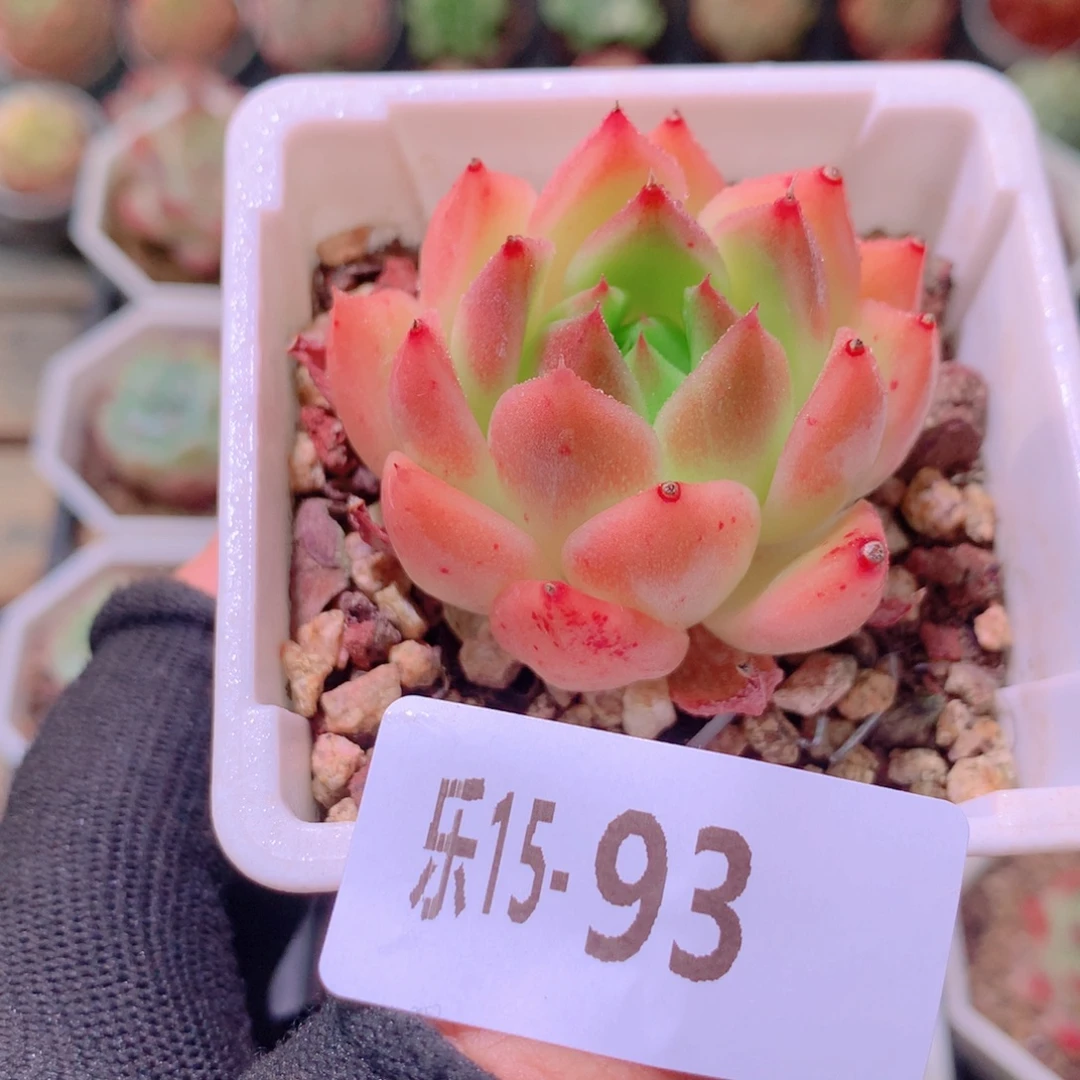 乐然15-93 摩羯座
