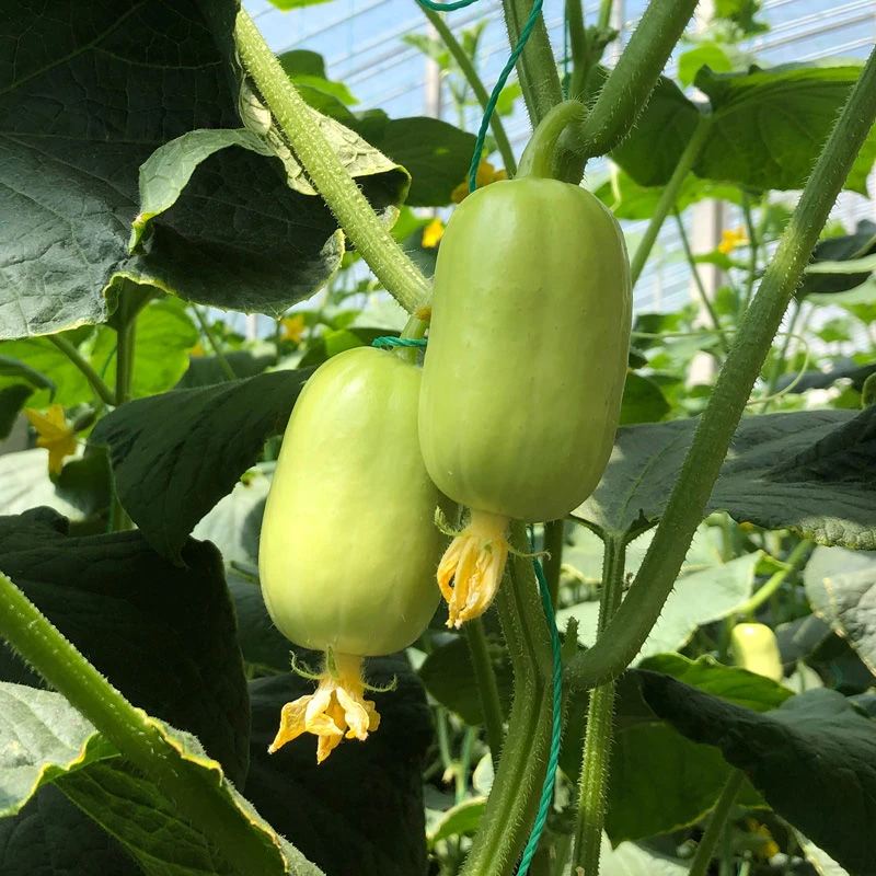 玉女水果黄瓜种子脆甜拇指小黄瓜种籽四季秋阳台盆栽易种蔬菜种孑