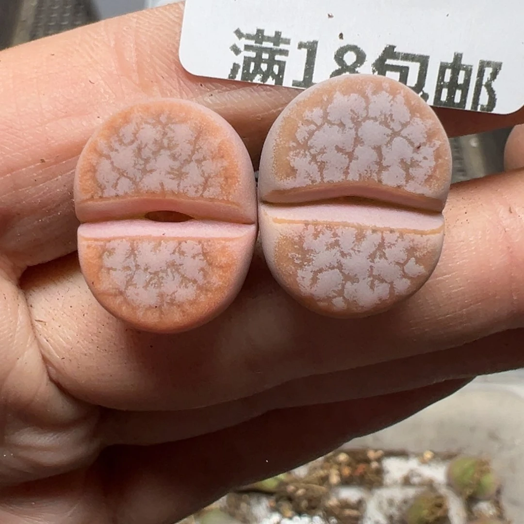 【闪购商品】503……