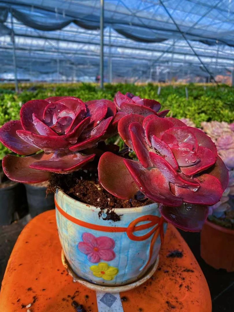 梓轩多肉（永不褪色的尘埃玫瑰2头起发）