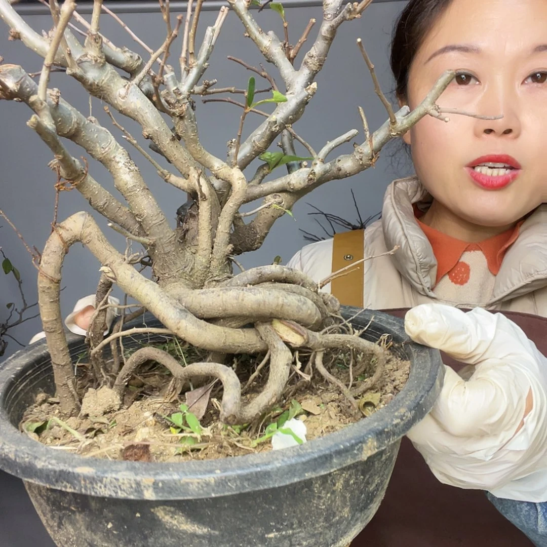 无花朵海棠80808080