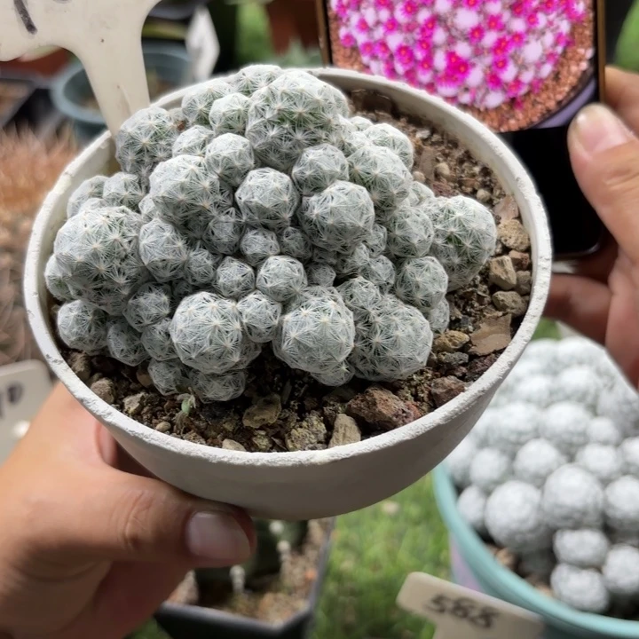 1059群生春星好养皮实
