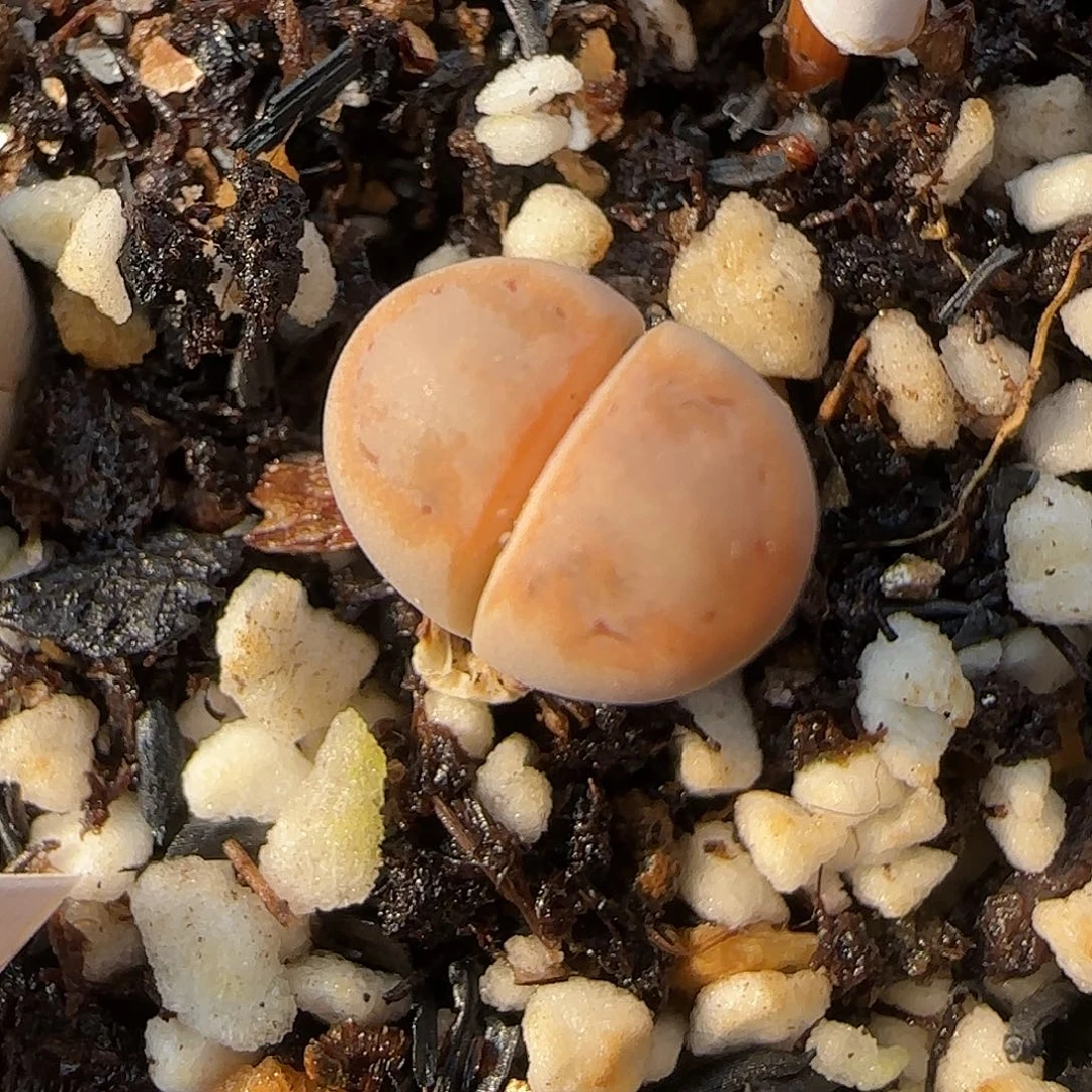 11.20. c216. 9050尺寸小