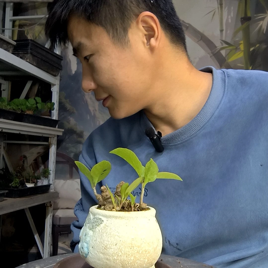 ?****货中青园艺一物一拍267