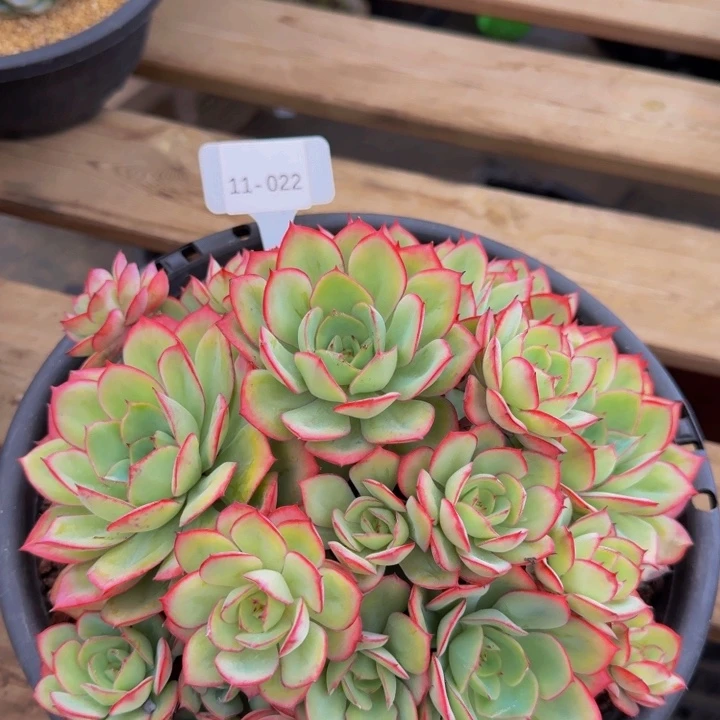 暖***杨11-022牡丹亭福利不包损