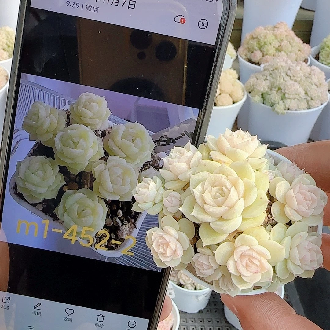 1229-47（m1-452-2）优选