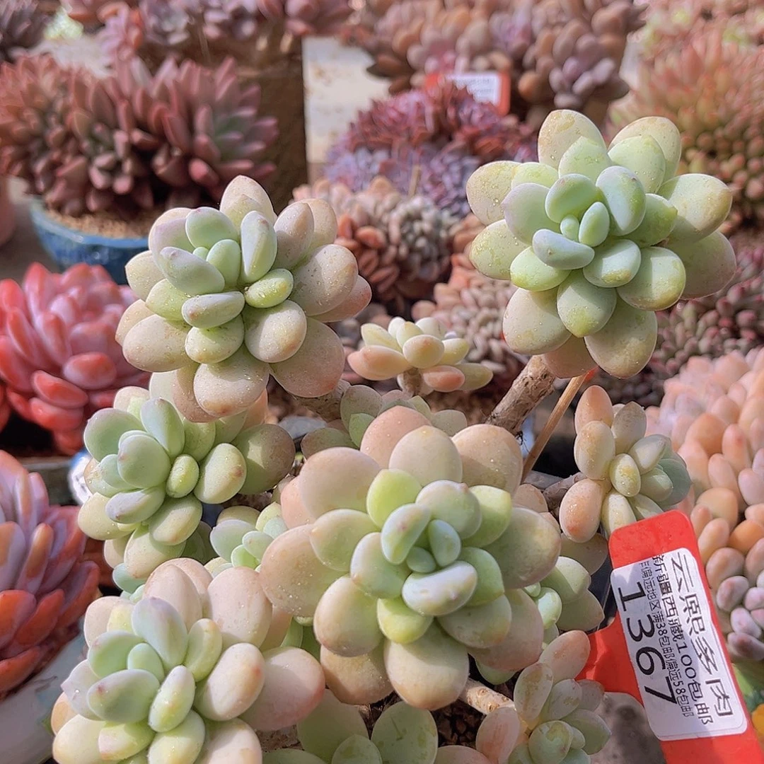1367白奶糖多肉植物