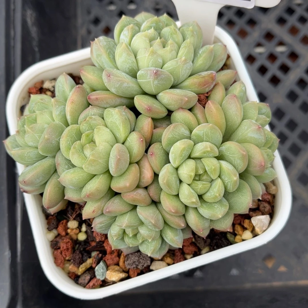 多肉植物0922 满30包邮