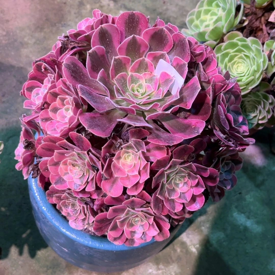 多肉植物美杜莎034