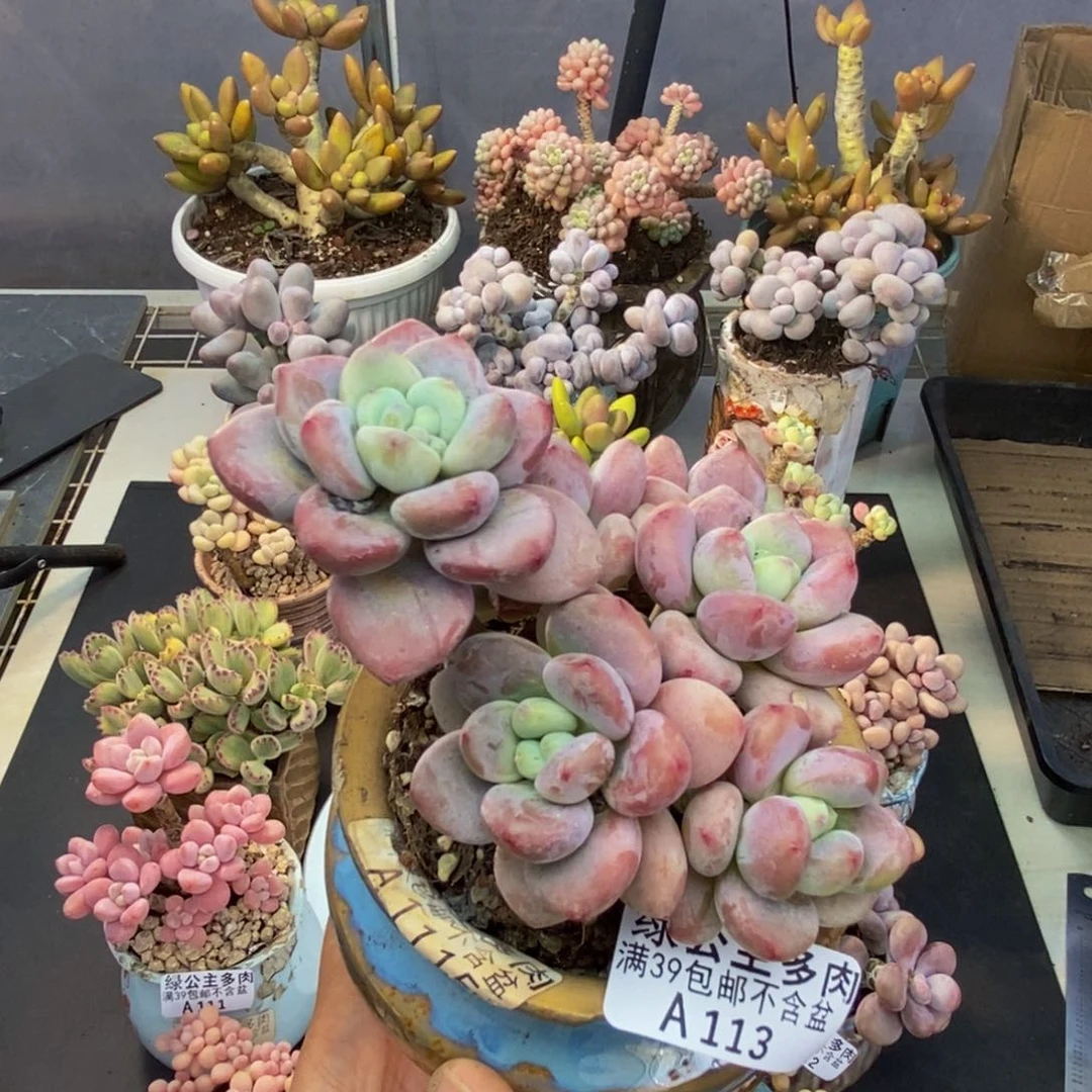 113樱花洛神多肉8c m