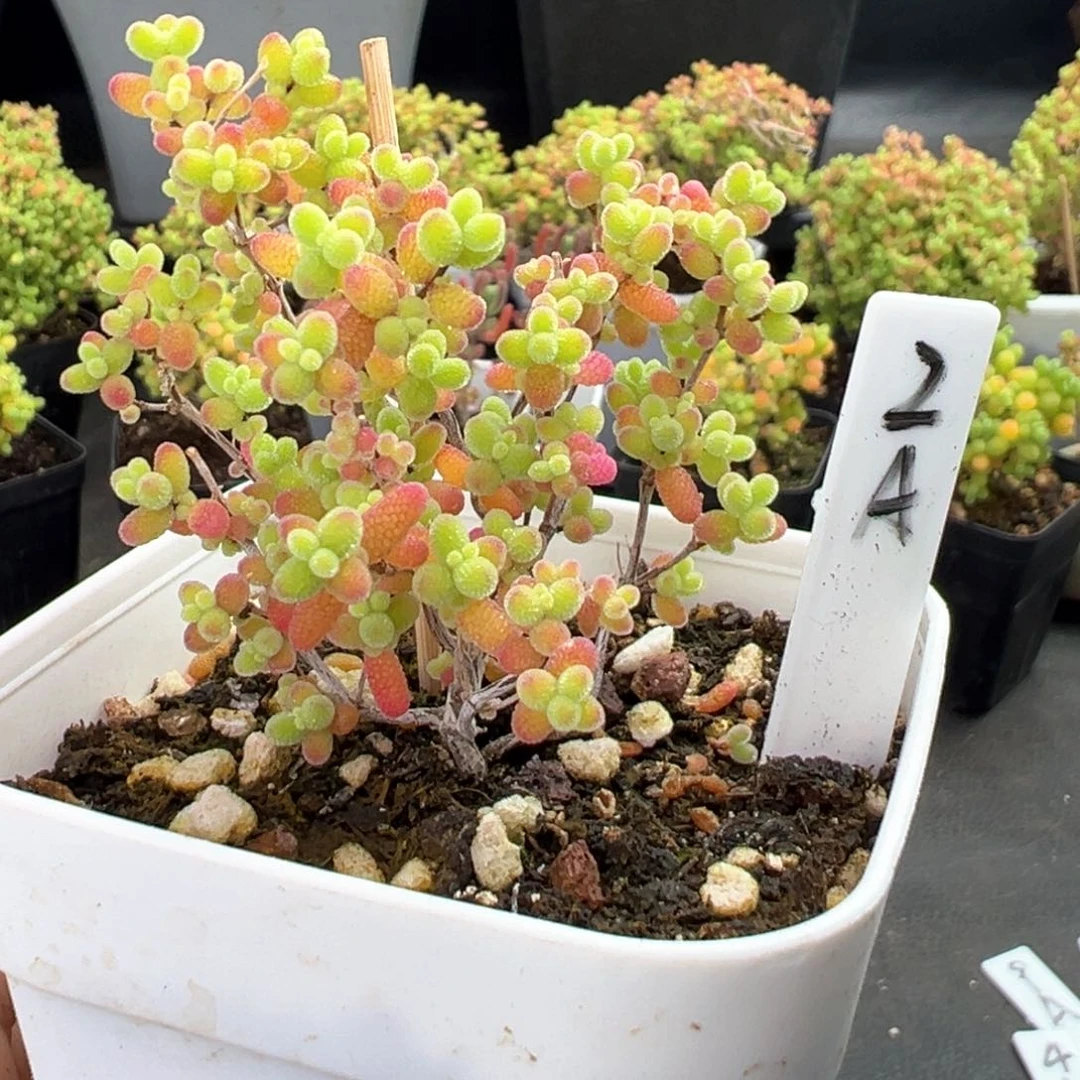 彩蜜橘糖球2号6.5厘米盆