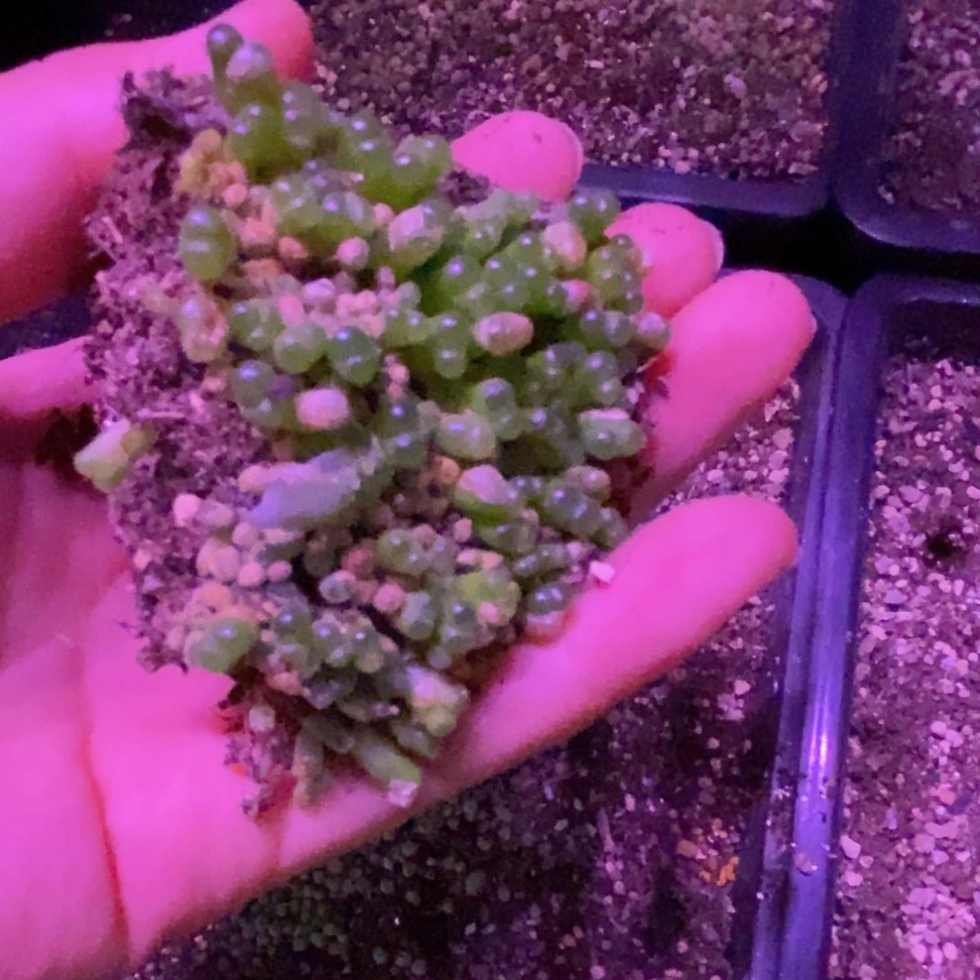 好看好看好看磁铁