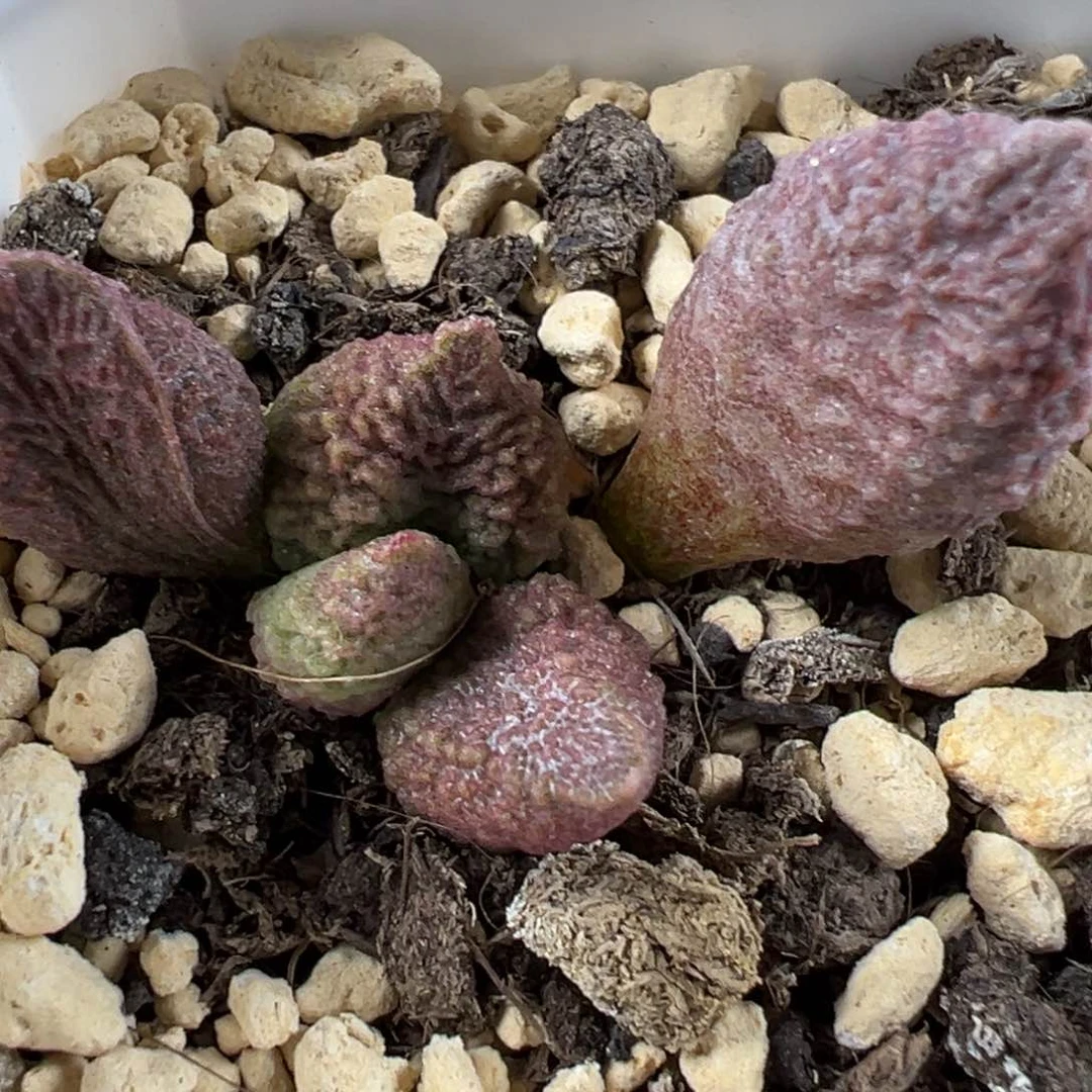 巨猪宝大苗纹路款多肉植物水泡