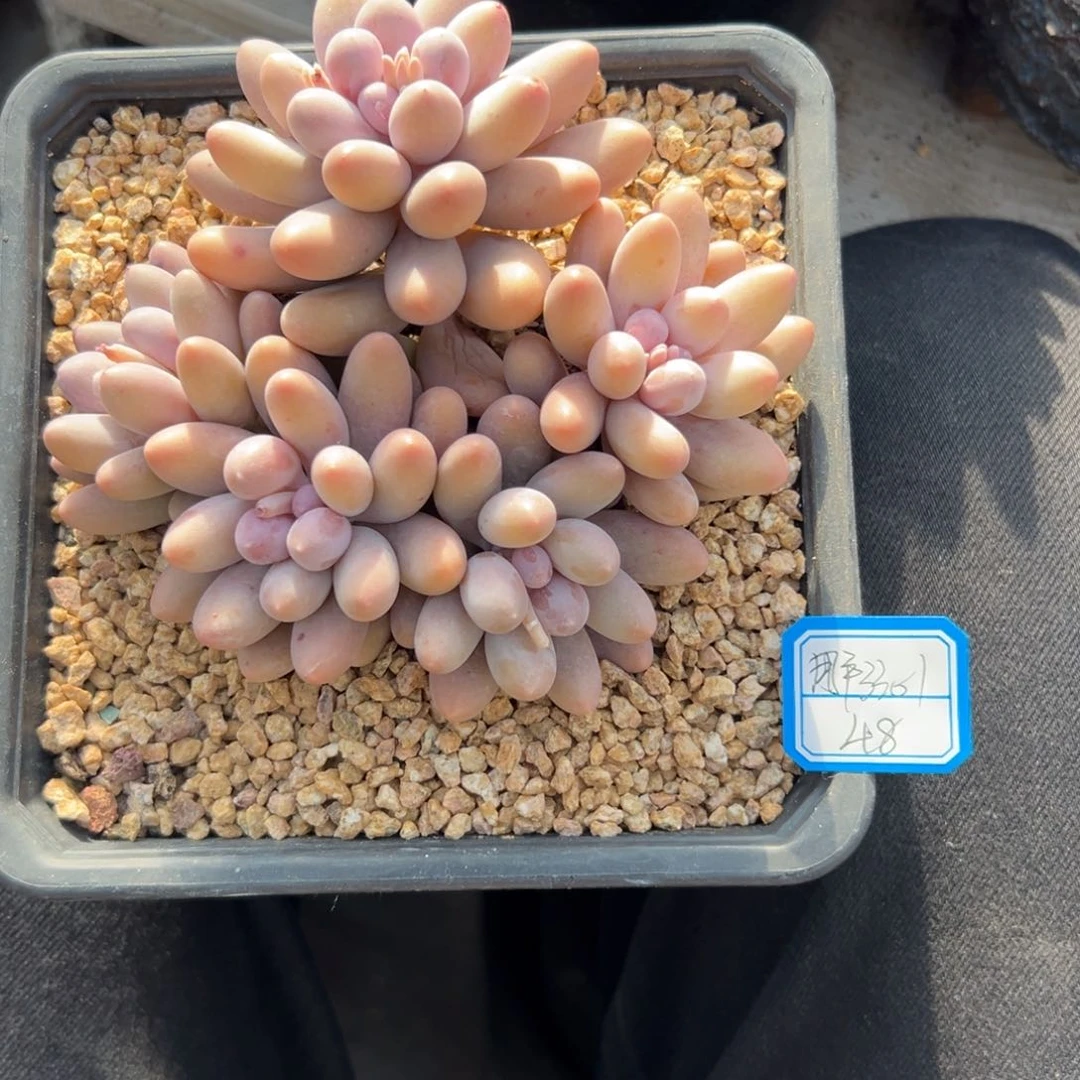 用****11111111111111111