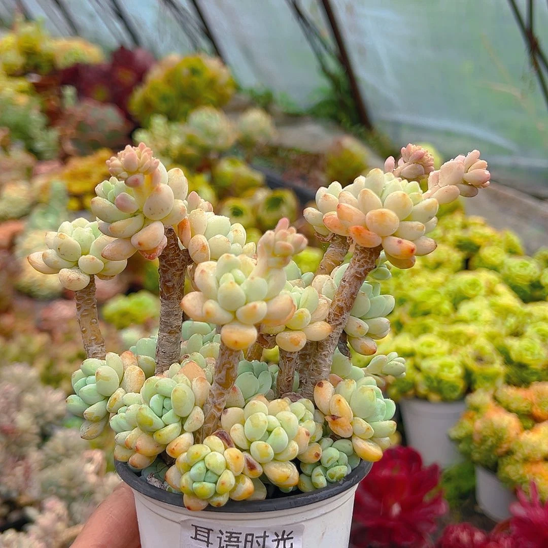 137，劳尔，带盆带土发货