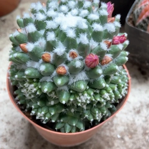 雪糕仙人球10米仙人球