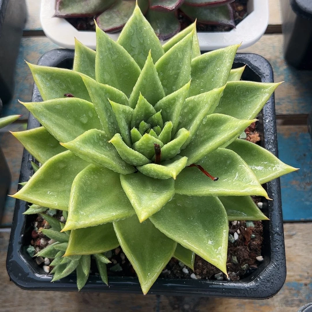 多肉植物一物一拍17