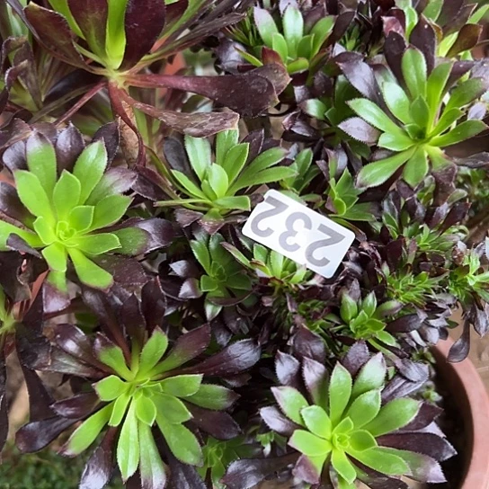 静***开多肉植物一个黑法232