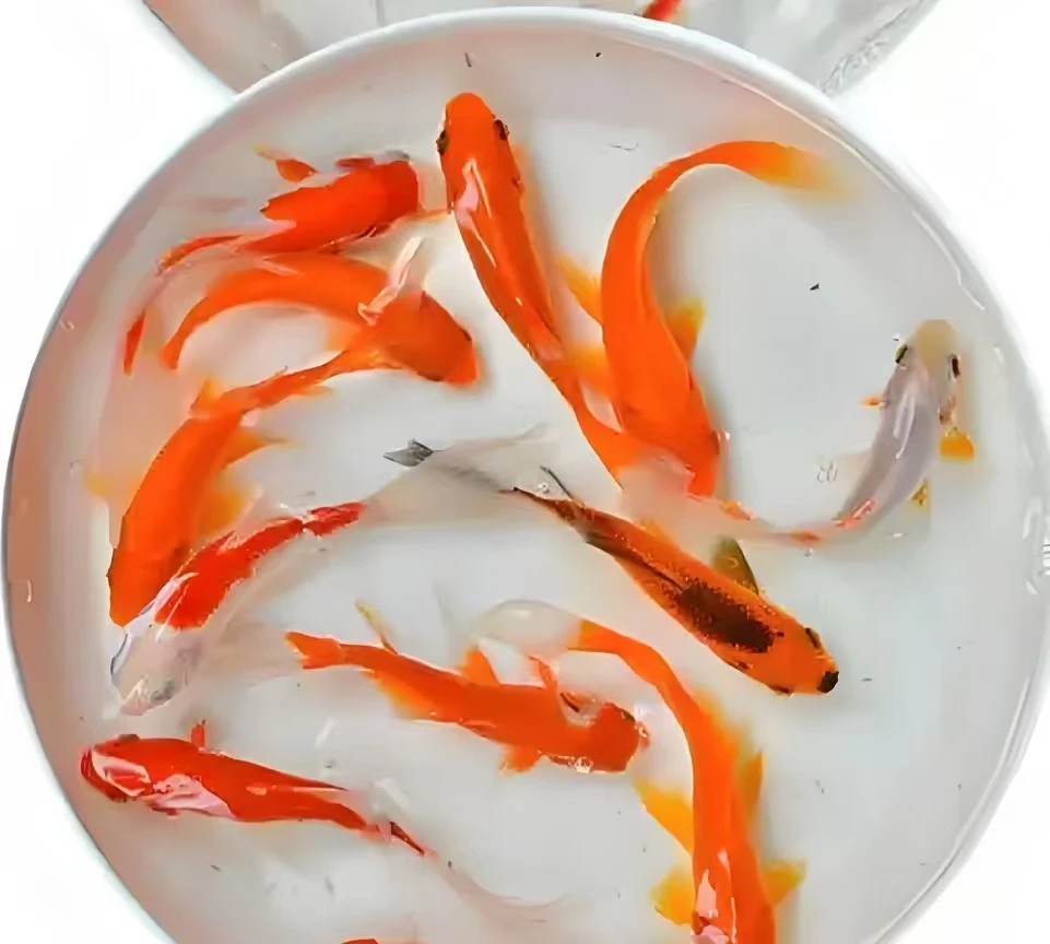 14号【7-9厘米红草金黄金兰花7条】冷水观赏鱼包邮