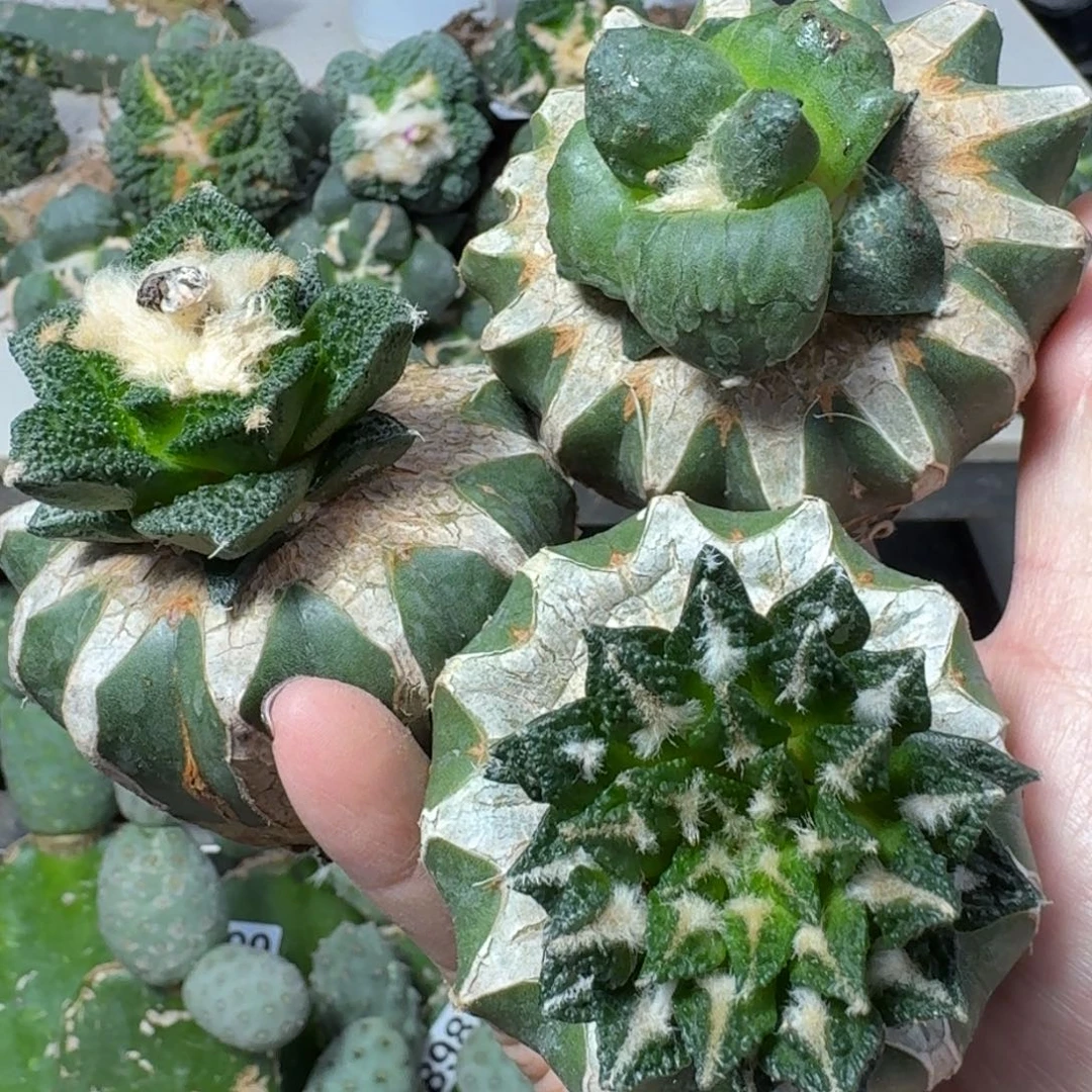 【闪购商品】无花朵福利三颗捡漏牡丹997