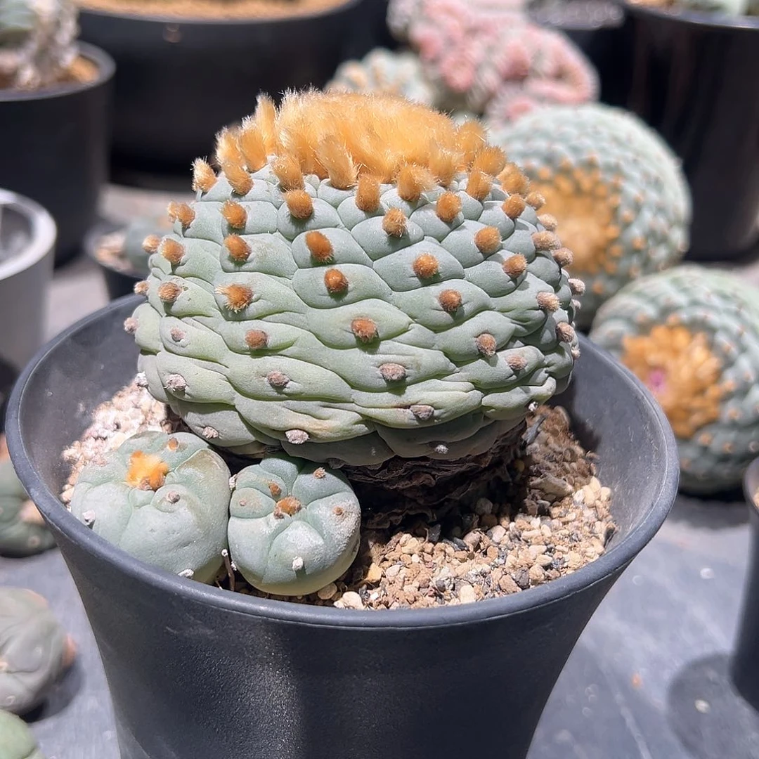 大****?懂地佛头银侧芽