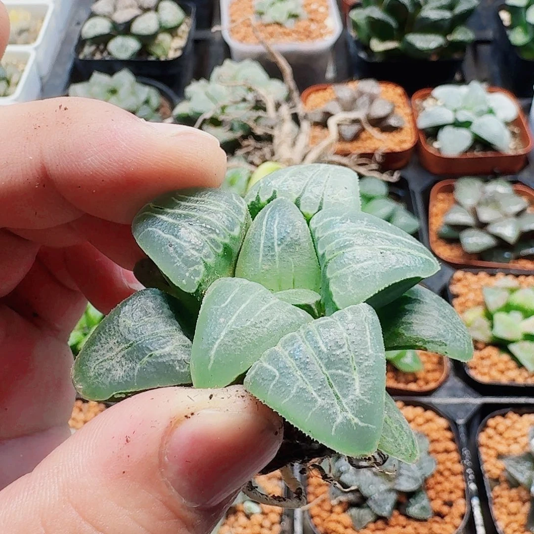 十二卷福利活动粉色甜心裸根