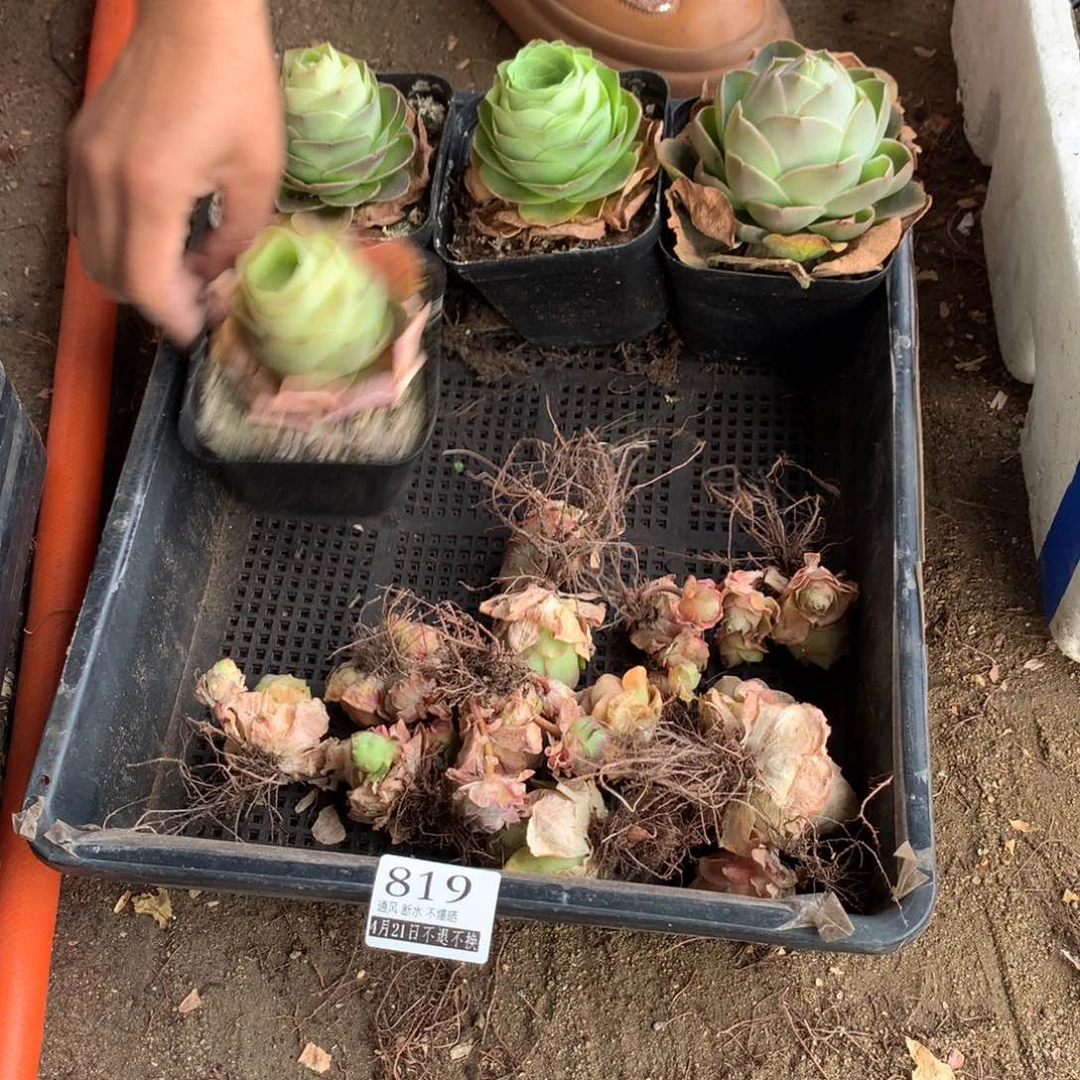 ?满20包邮山地玫瑰819