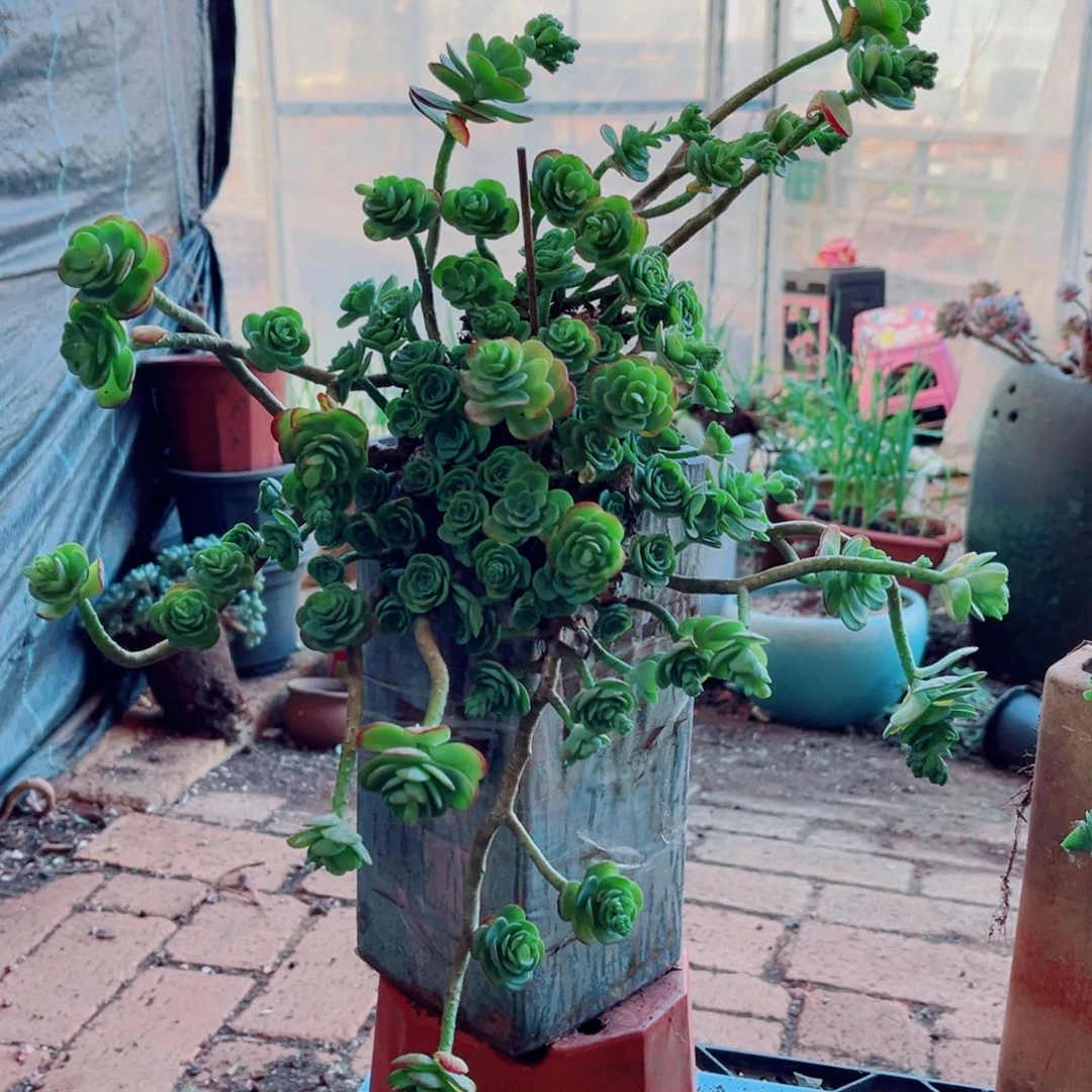 薄化妆一颗大群的