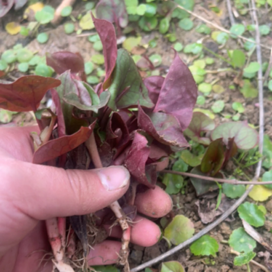 四川阆中纯天然野生折耳根鱼腥草新鲜带泥嫩芽当季少量