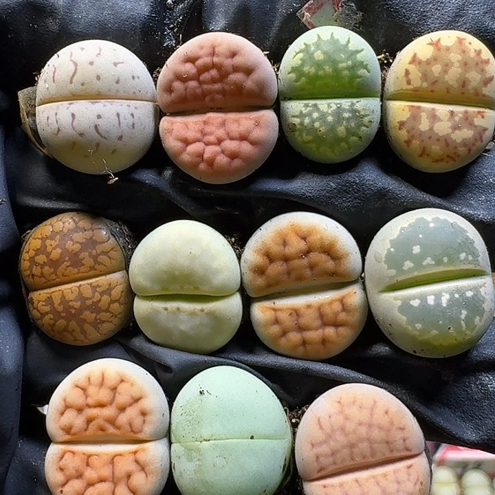 生石花111111。  120