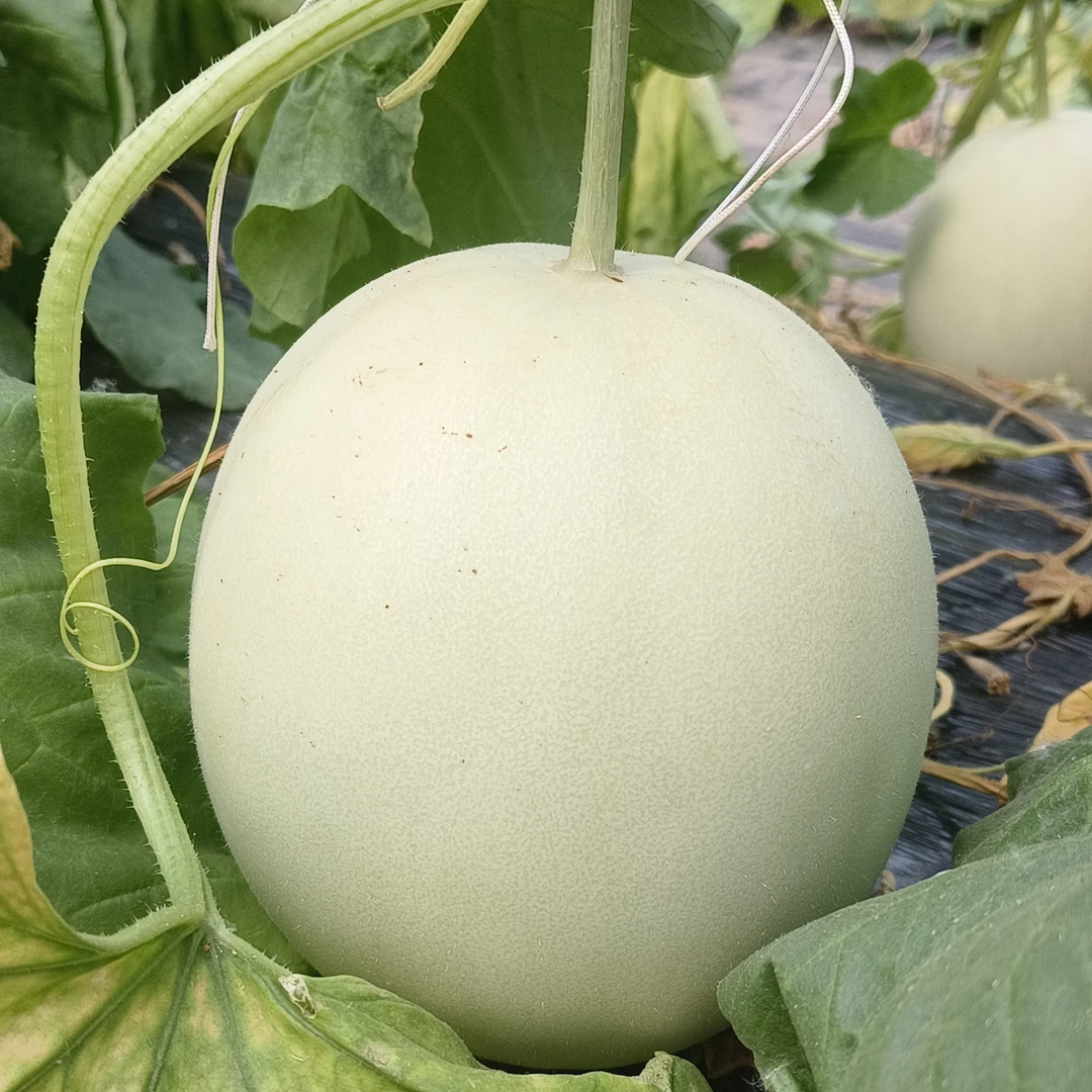 【顺丰发货】山东玉菇甜瓜冰淇淋甜瓜蜜瓜香瓜软糯香甜应季水果直发