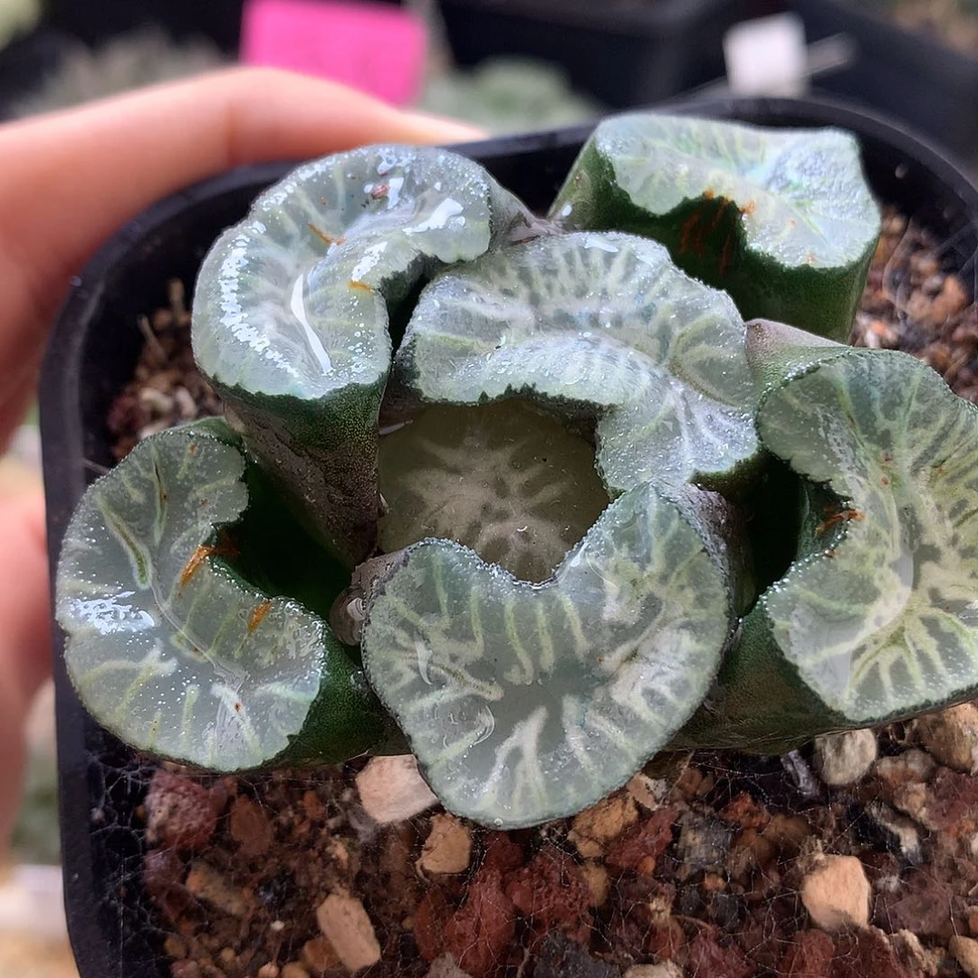 巨大化花菱万象带盆土