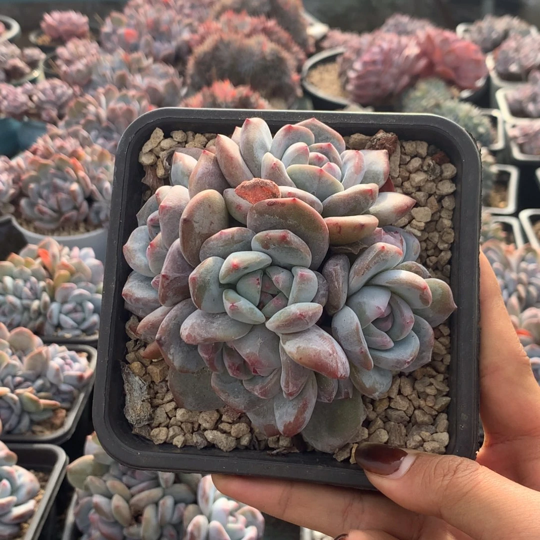 石榴籽绿底花花花花