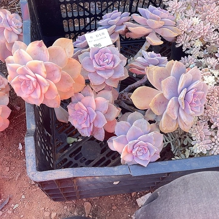 川***儿紫乐锦群，一物一拍