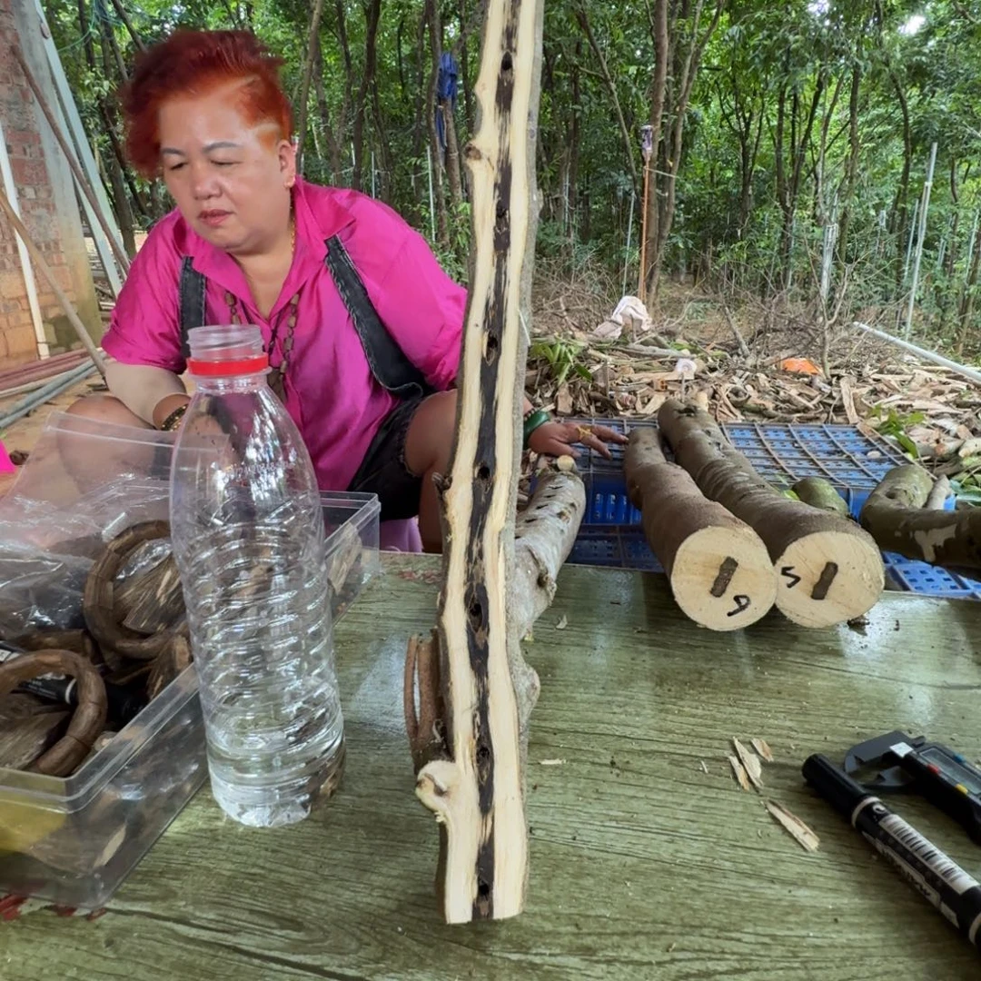 线香奇楠沉香原木