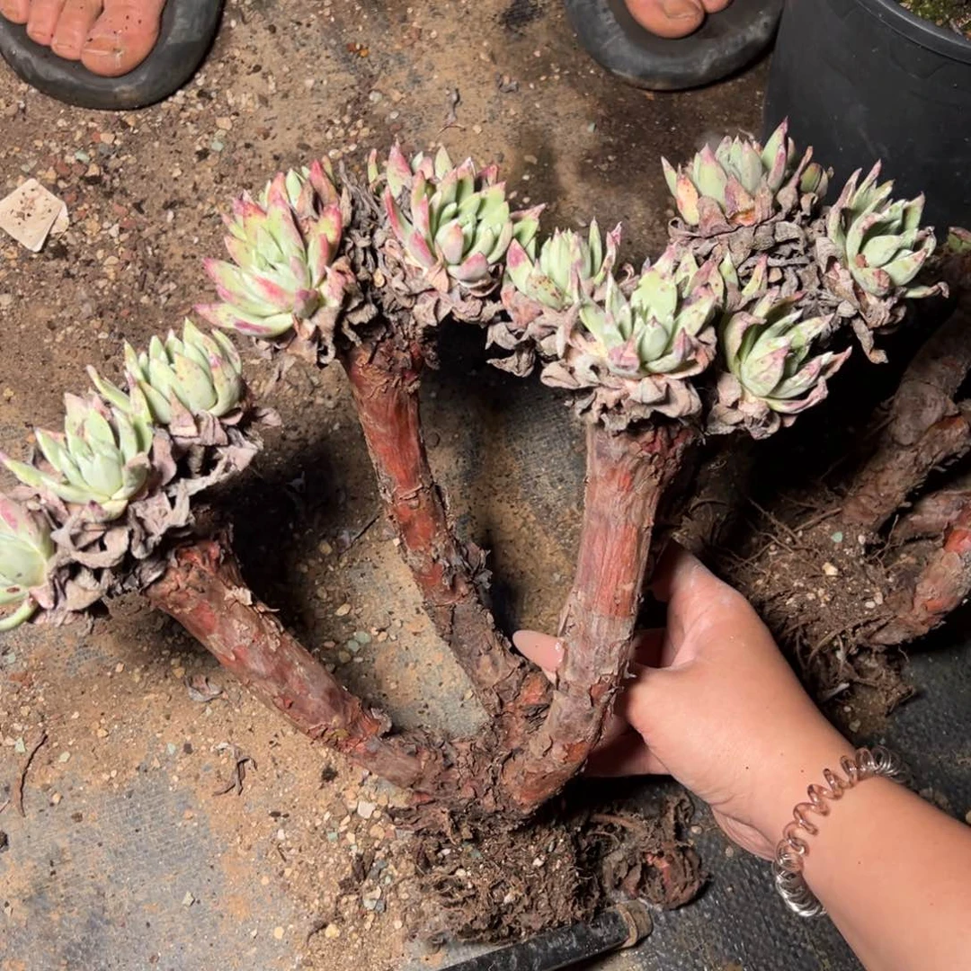 3580绿体法瑞杂交多肉