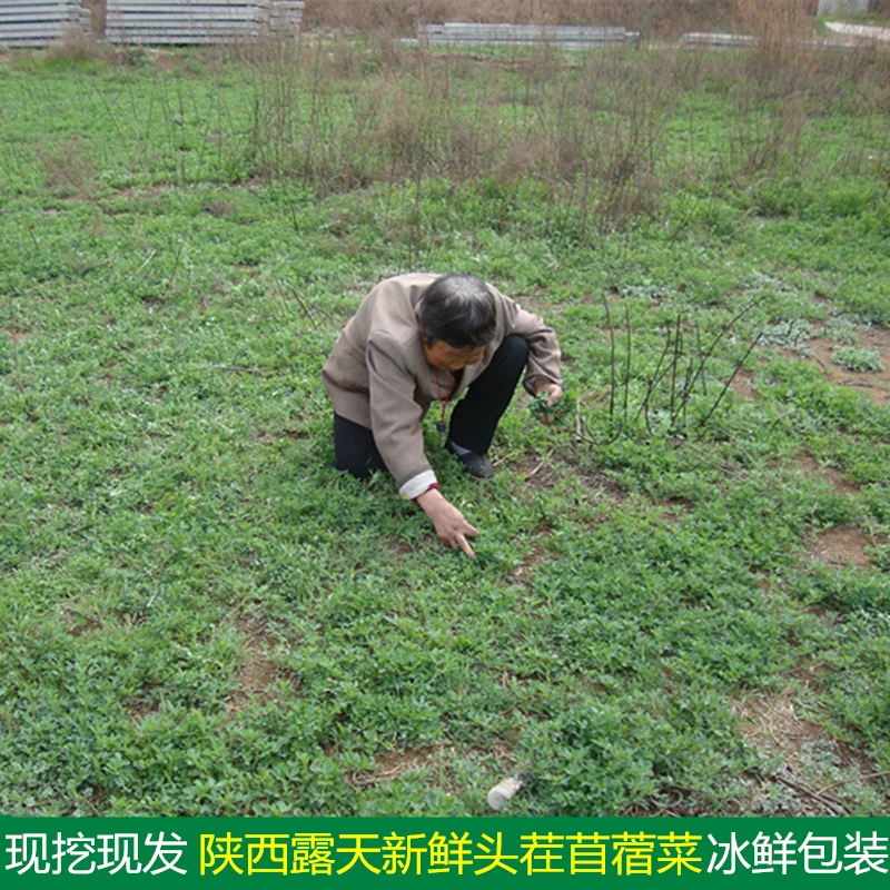 陕西秦岭露天新鲜苜蓿菜现摘现发时令蔬菜草头金花菜1斤2斤3斤4斤