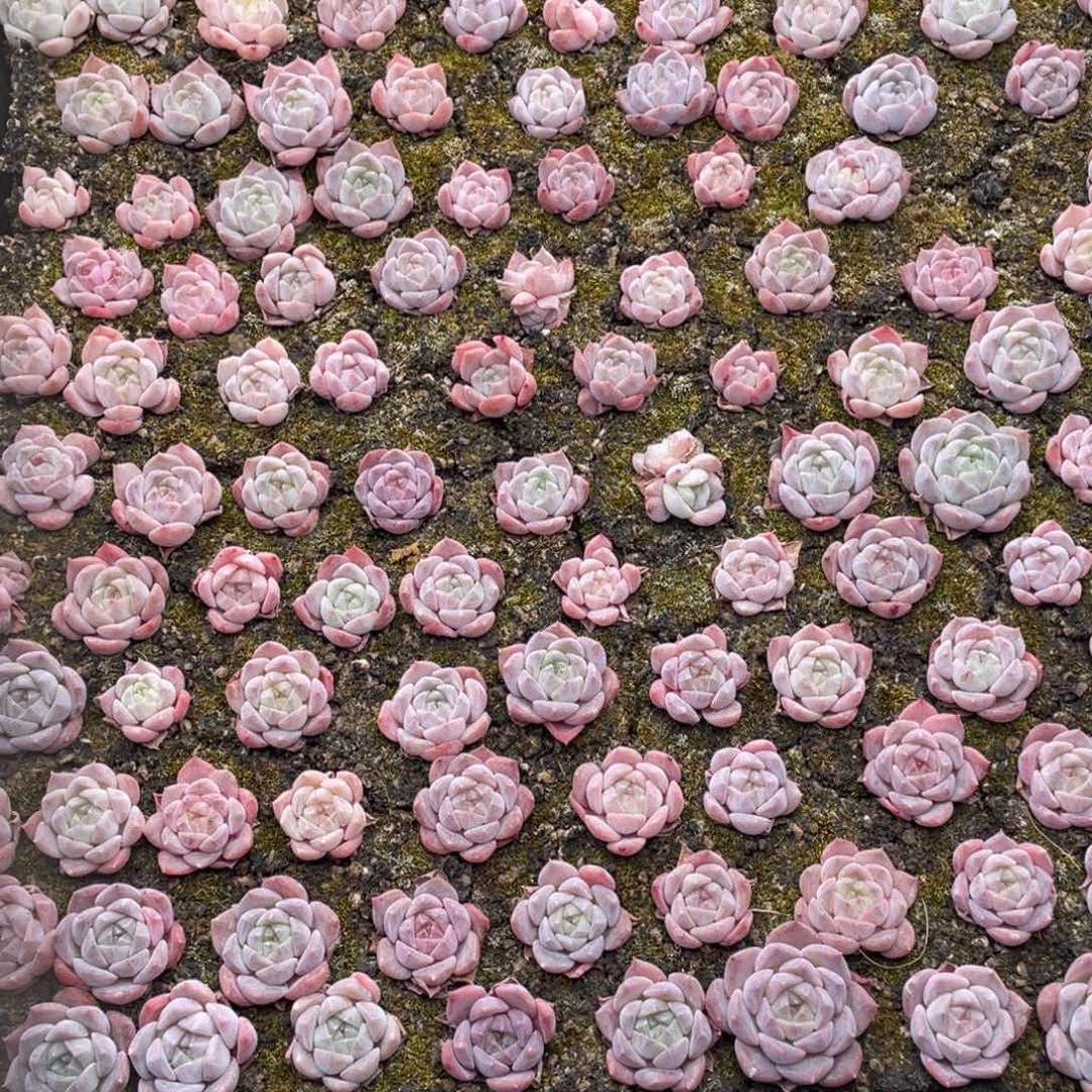 糕大上多肉植物513
