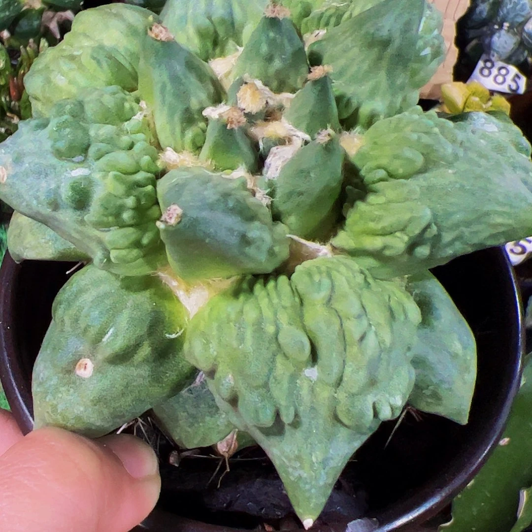 无花朵怒涛牡丹115