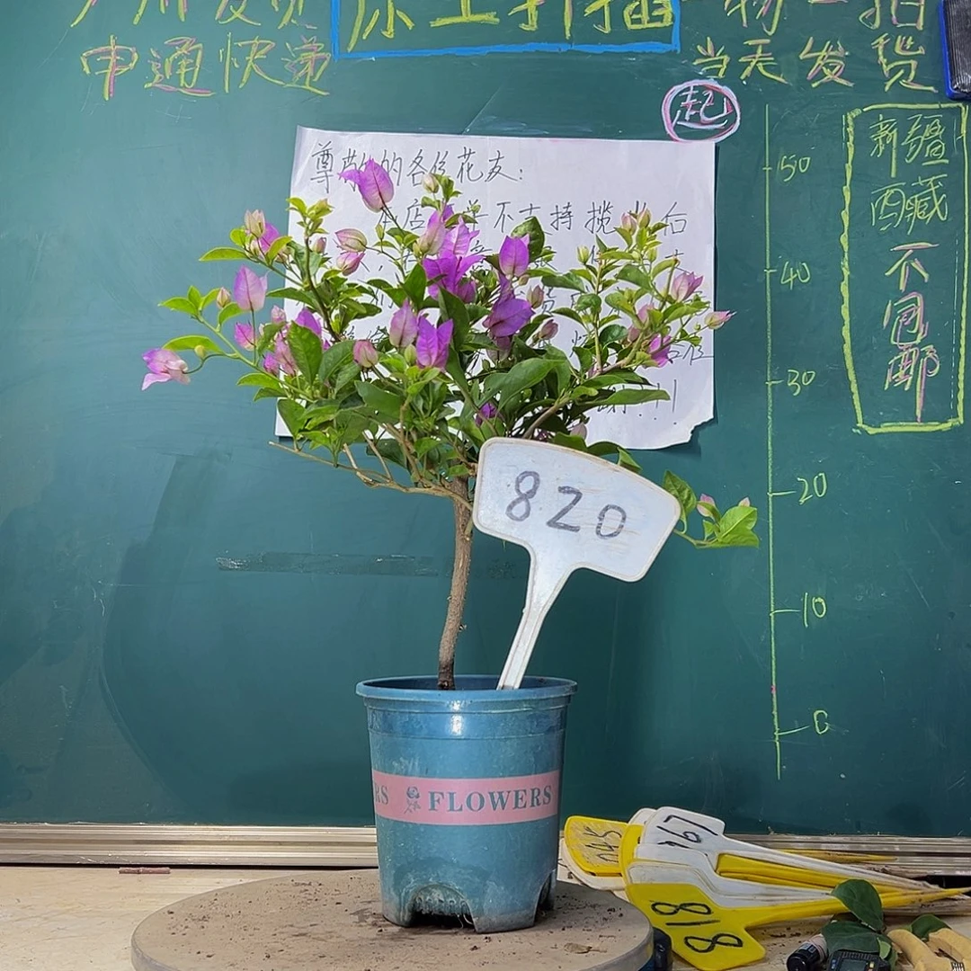 当前无花栽培后可以开花雪紫820