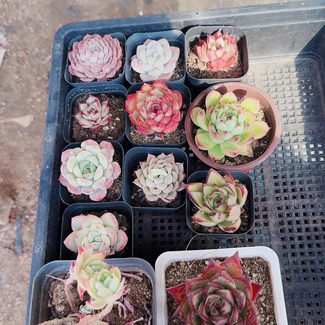 满20包邮零下拍保温箱97号无售后