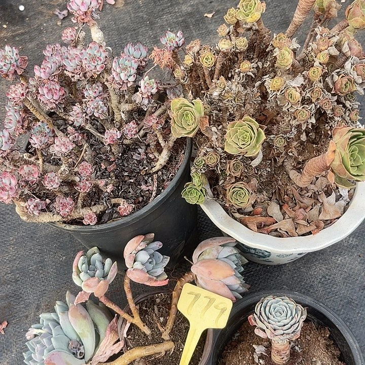 两单包邮，不售后，散779