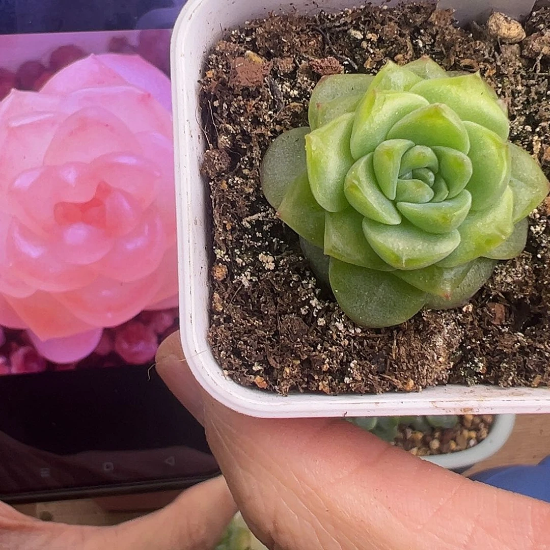 奶糖 最后一颗 福利