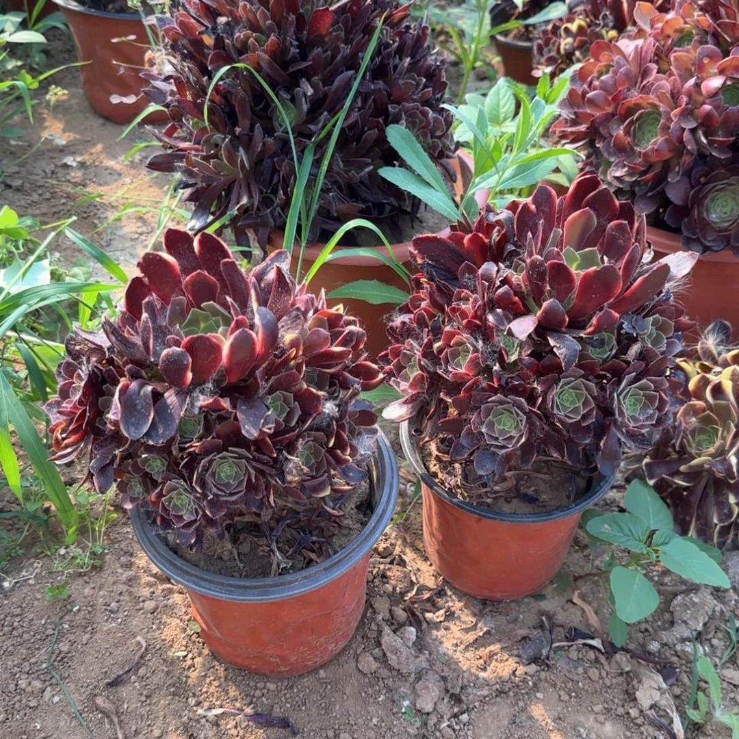 24-91欧嘉莉瑕疵处理不包售后亮牌2.88一个地理