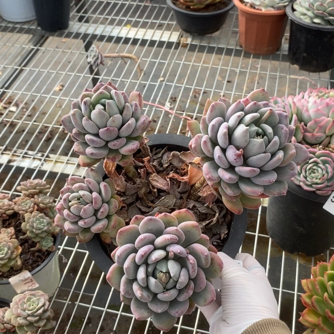 5235胖美人一物一拍