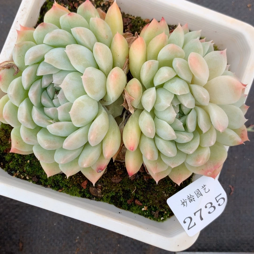 2735杂交精品基地13厘米