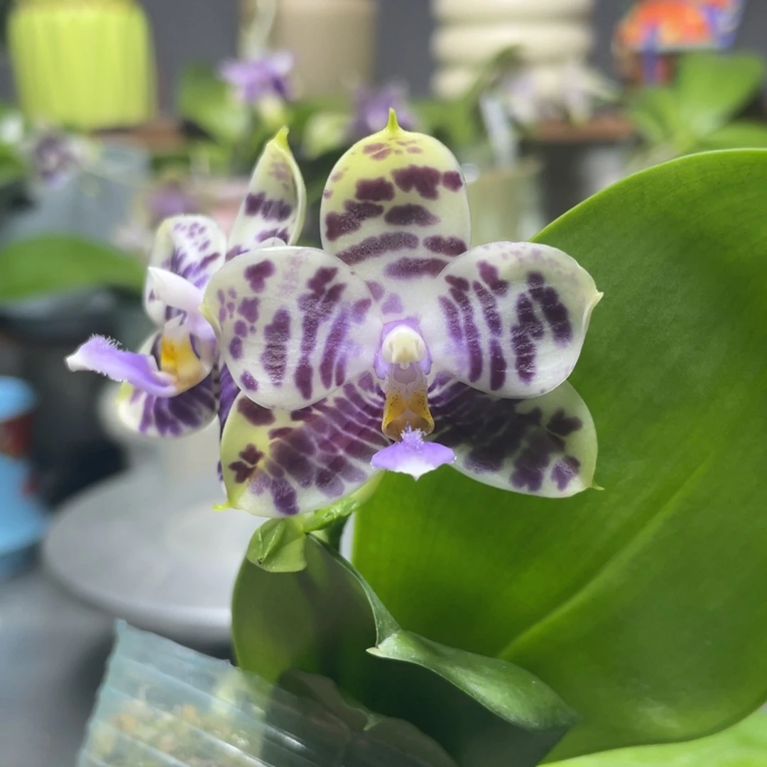 完全开放YW08，2.5杯开花株